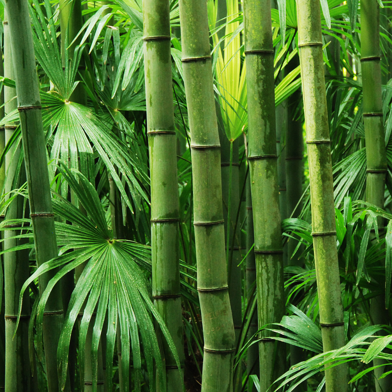 Bamboo Gym T-Shirt vs Polyester: Which Performs Better for Training?